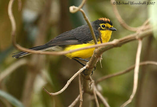 Image of Spectacled Redstart