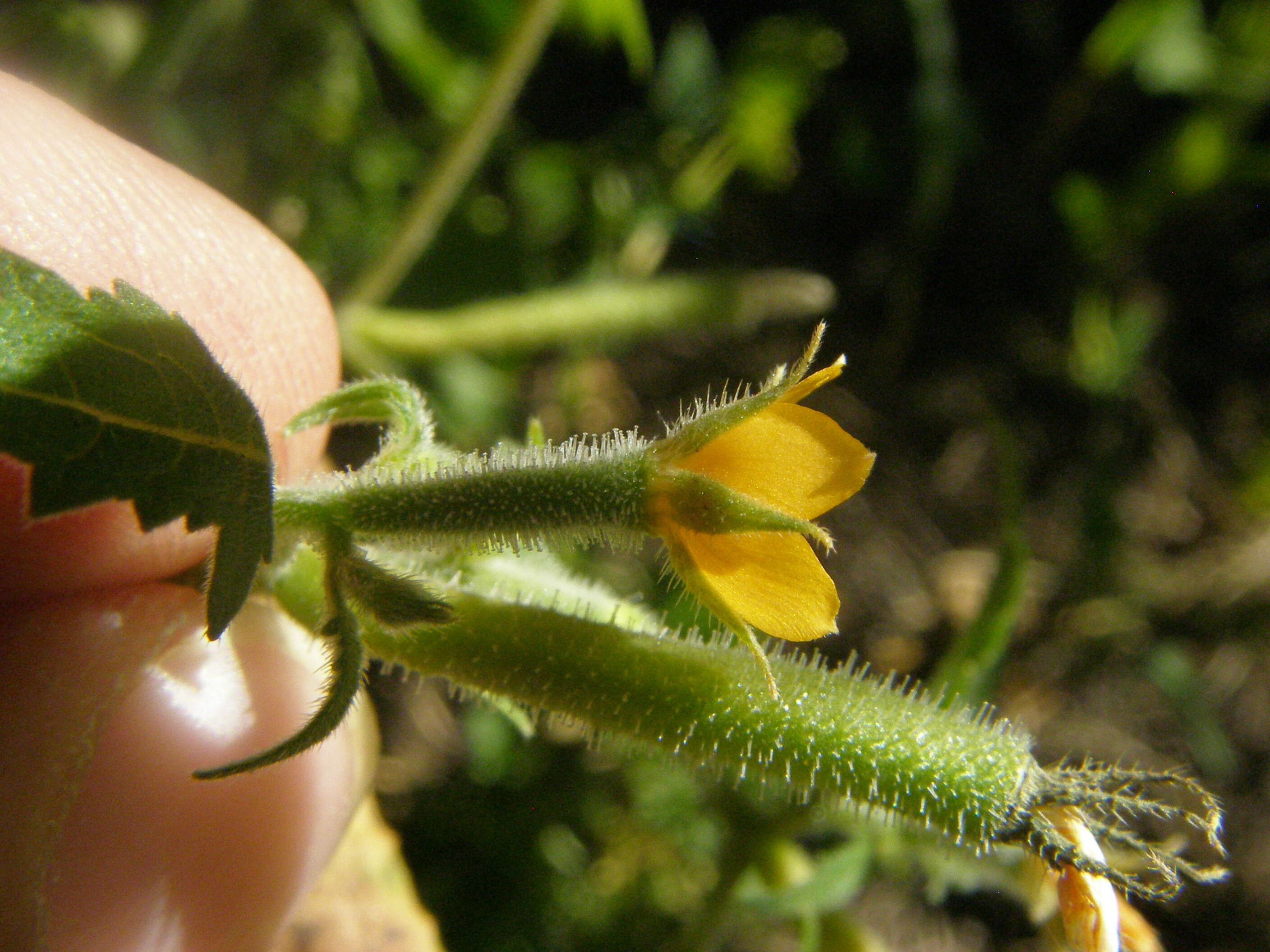 Image of isolated blazingstar