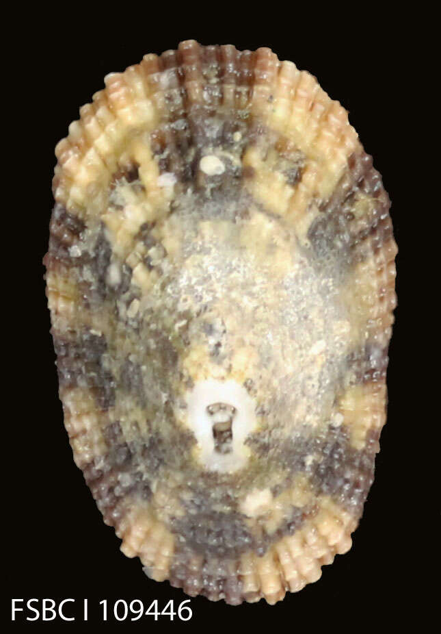 Image of Cayenne keyhole limpet