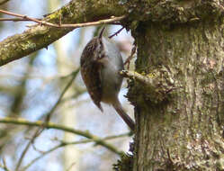 Image of treecreepers