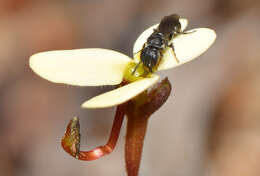 Image of Stylidium bindoon Lowrie & Kenneally