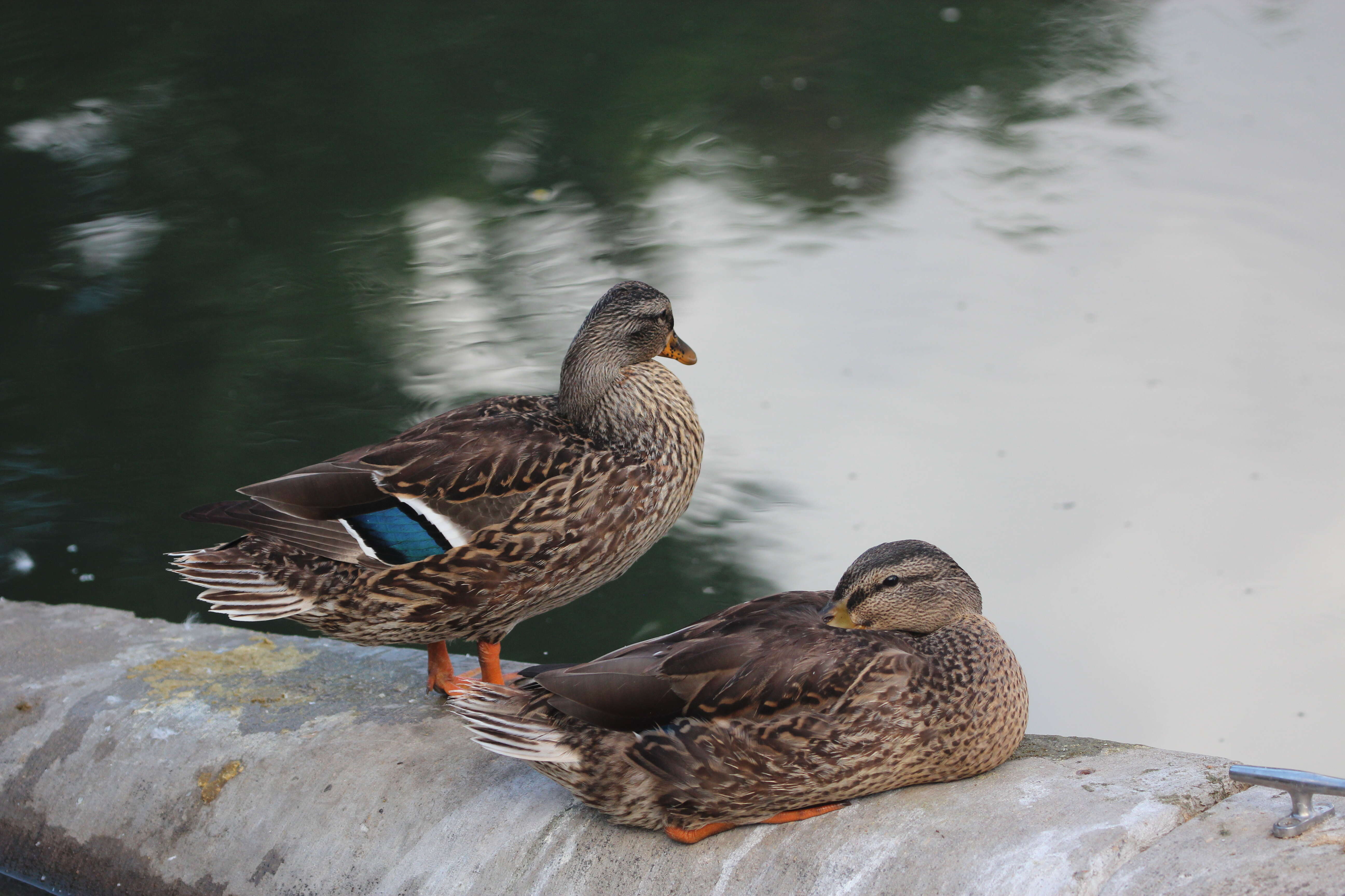 Image de Canard colvert