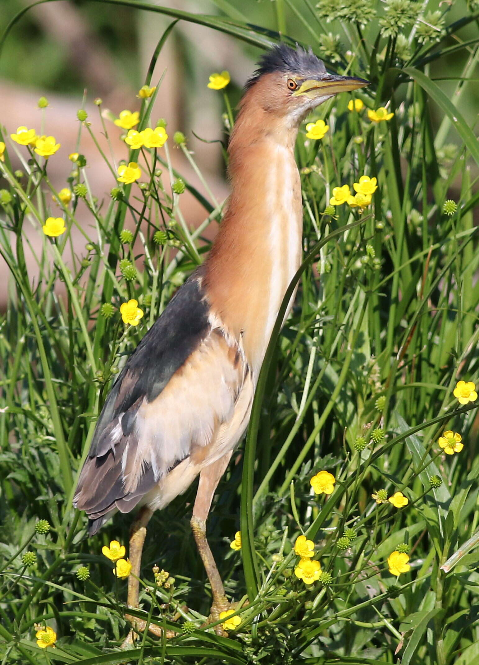 Image of Common Little Bittern