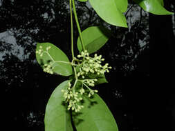 Image de Guapira costaricana