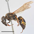 Euodynerus quadrifasciatus (Fabricius 1793)的圖片