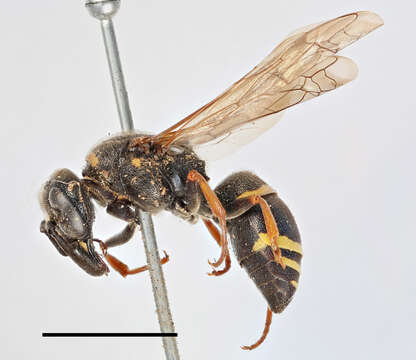 Euodynerus quadrifasciatus (Fabricius 1793)的圖片