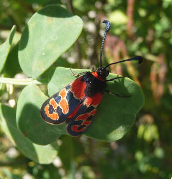 Image of Zygaena fausta Linnaeus 1767