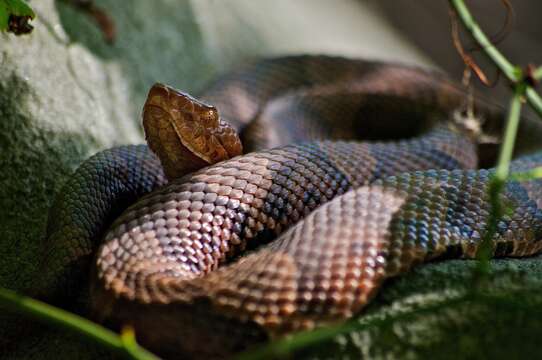 Image of Copperhead