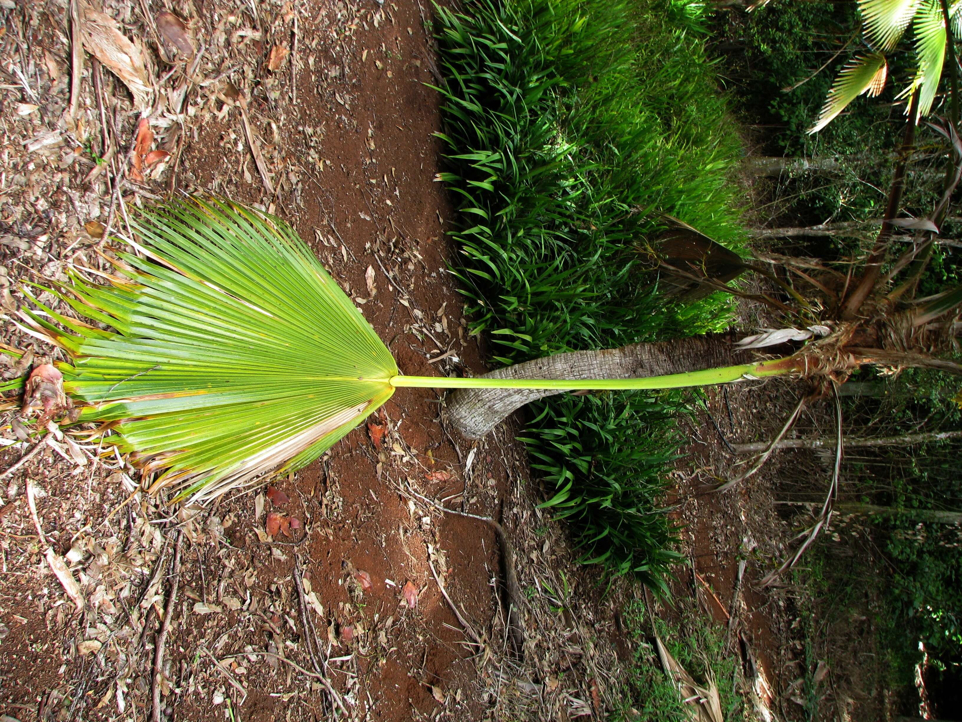 Pritchardia hardyi Rock的圖片