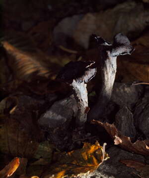 Image of Craterellus