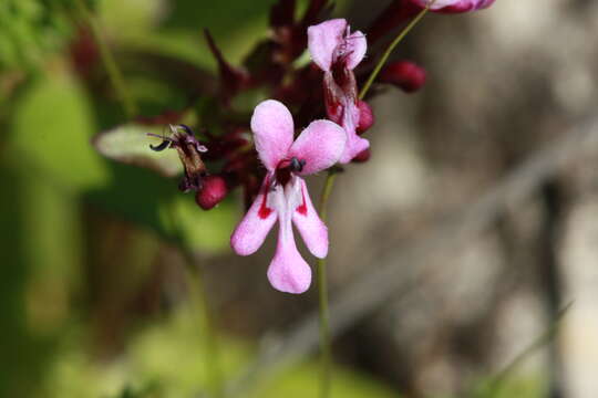 Image of Fedia graciliflora Fischer & Meyer