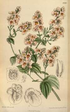 Sivun Diascia aliciae Hiern kuva