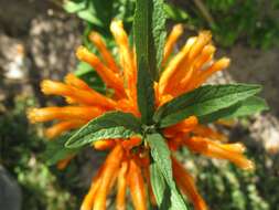 Image of lion's ear