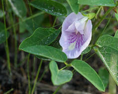 Clitoria resmi