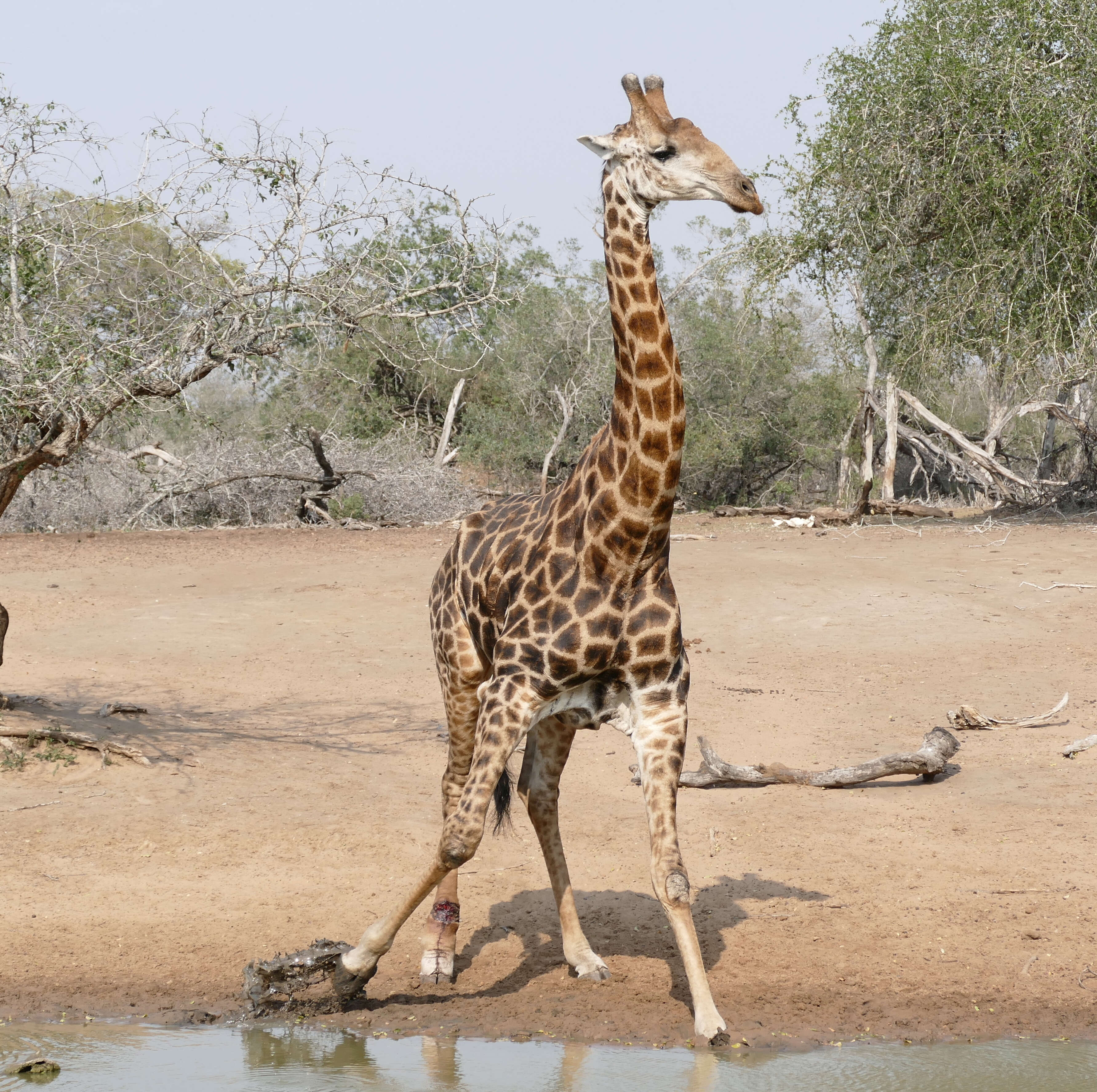 Image of Giraffes