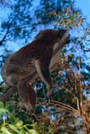 Image of Wombats and Koalas