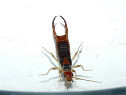 Image of Labiduroidea