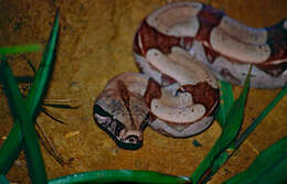 Boa constrictor constrictor Linnaeus 1758 resmi