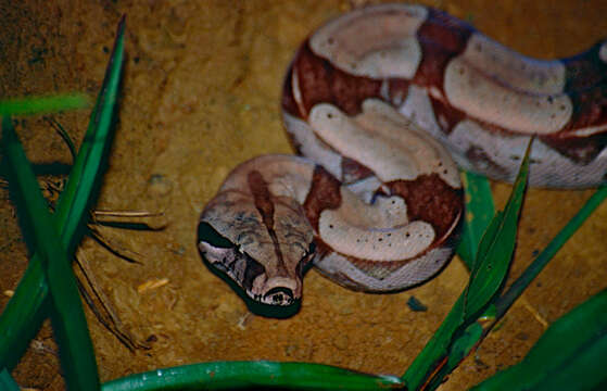 Boa constrictor constrictor Linnaeus 1758 resmi