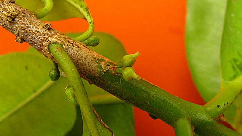 Image of Garcinia gardneriana (Planch. & Triana) D. C. Zappi