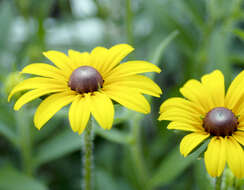 Image of blackeyed Susan