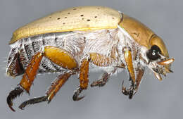 Image of Emerald Tip Beetle