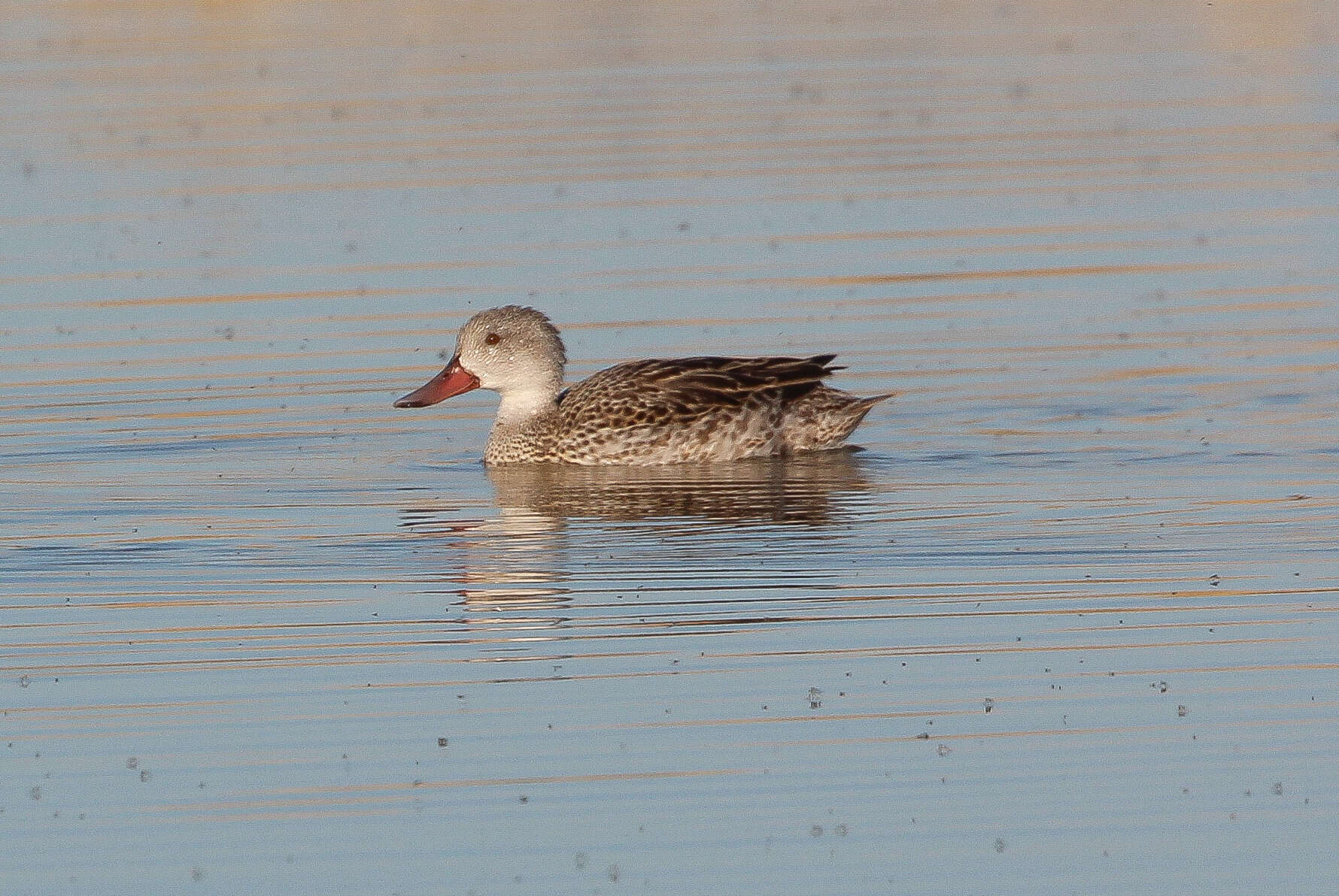 Image of Cape Teal