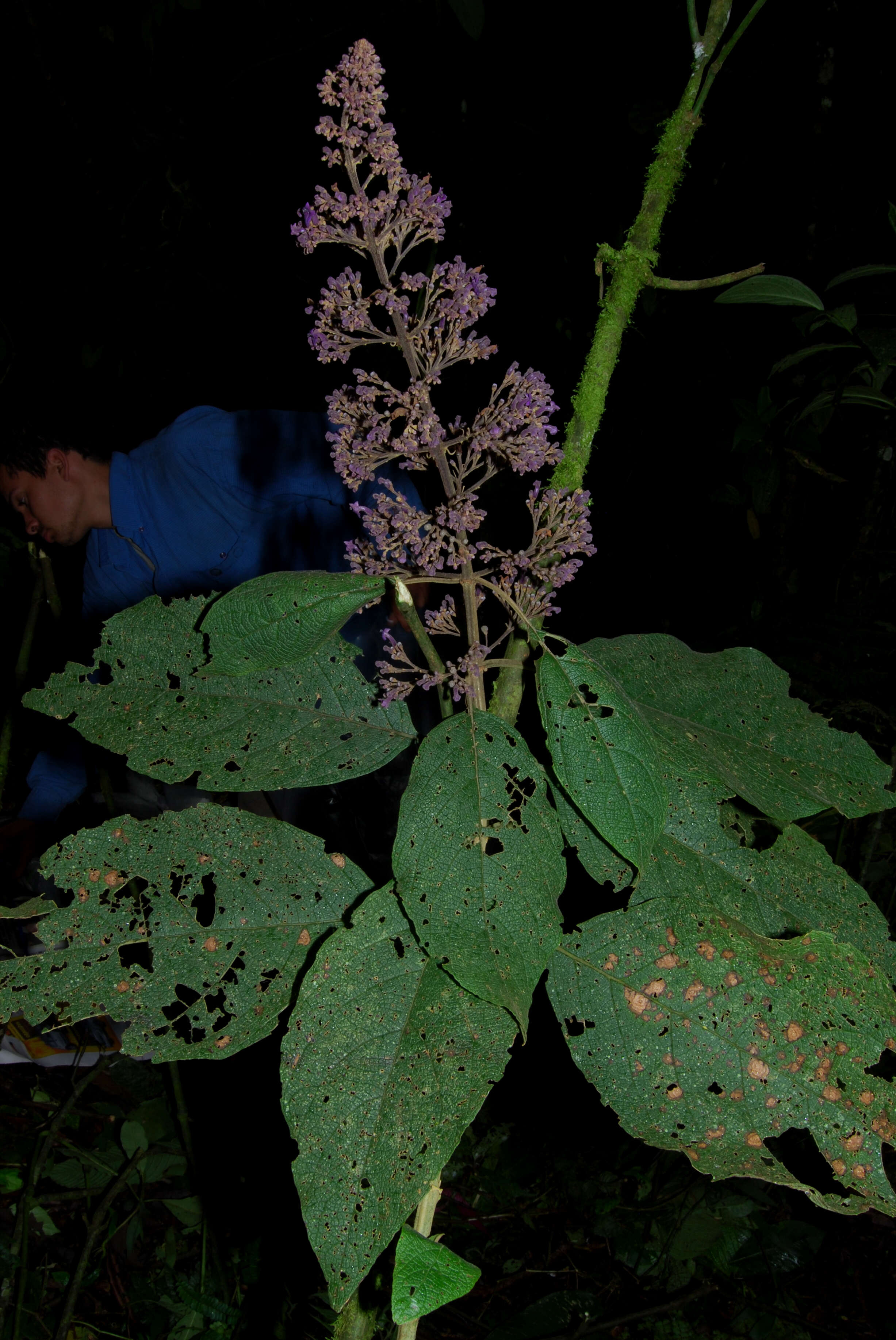 Image of Tropical-Lilac