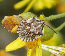 Image of Carpocoris