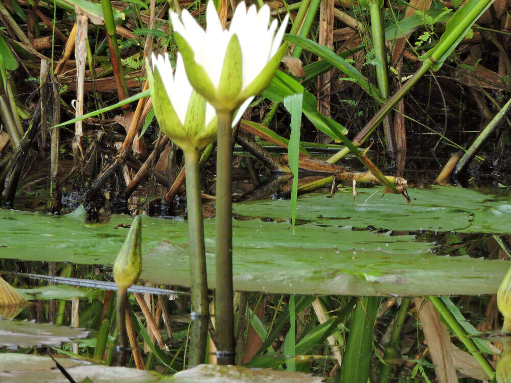 Image of waterlily