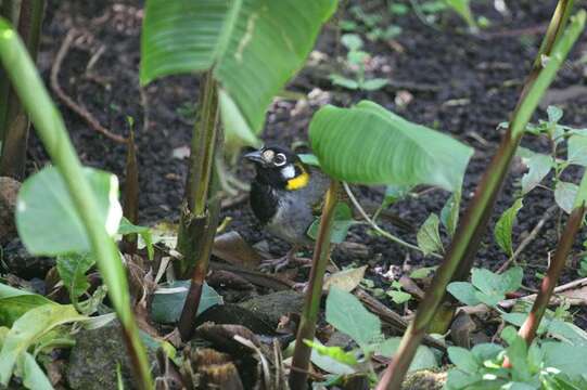 Image of White-eared Ground Sparrow