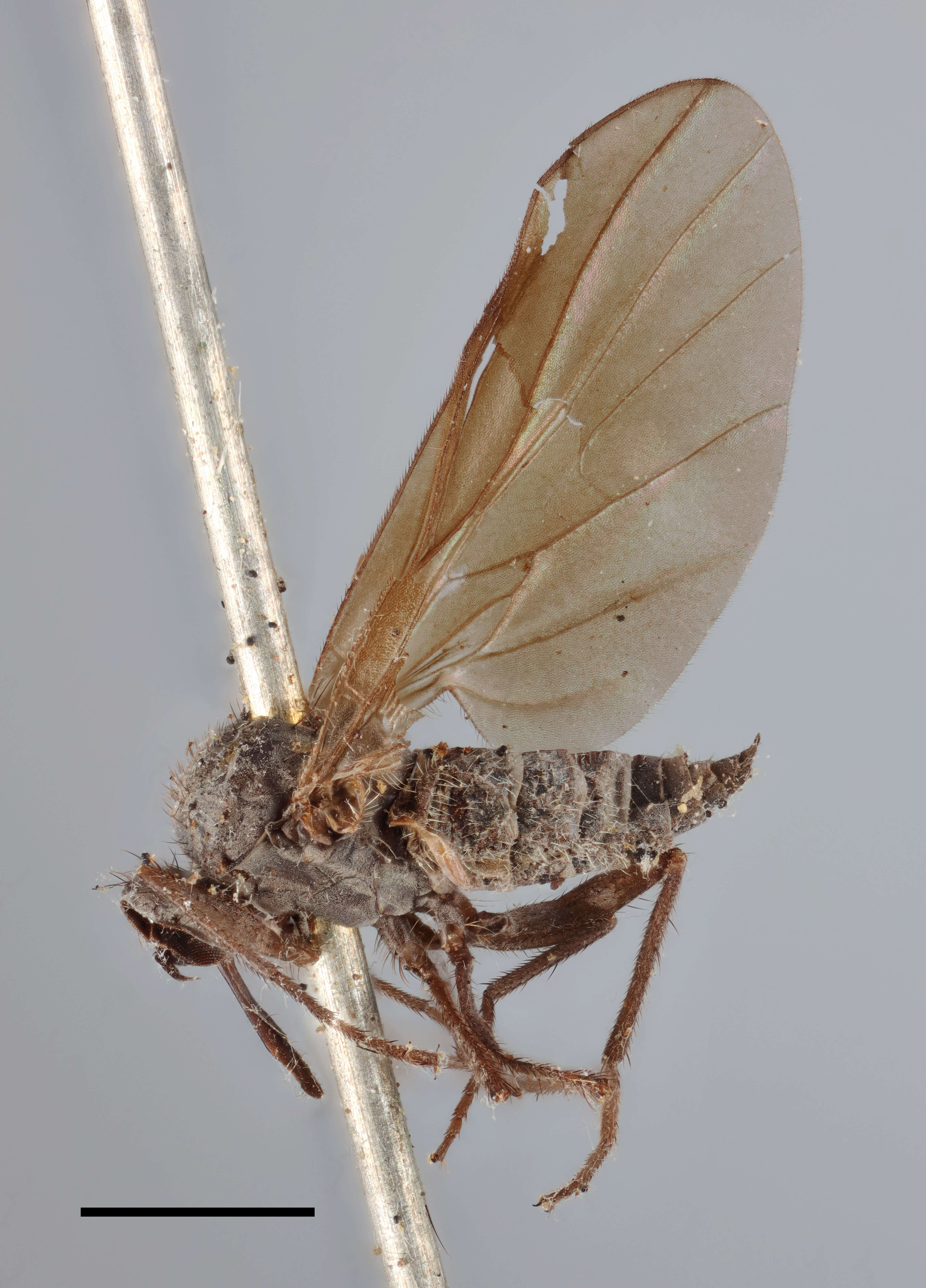 Image of Rhamphomyia aperta Zetterstedt 1859