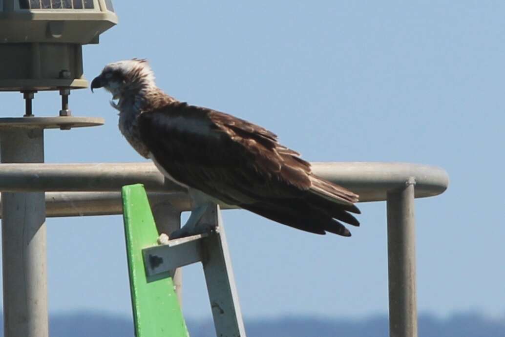 Image of Eastern Osprey