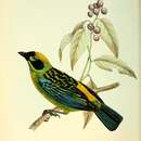 Image of Green-and-gold Tanager