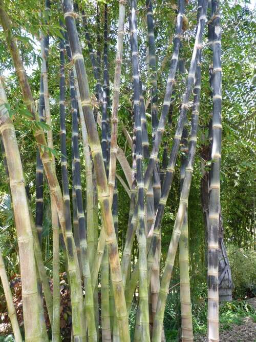 Plancia ëd Dendrocalamus asper (Schult. fil.) Backer