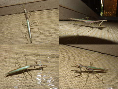 Image of Archimantis