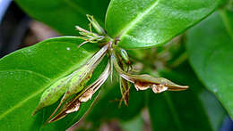 Image of Herpetacanthus