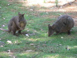 Image of marsupials
