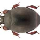 Image of Dendrophilus (Dendrophilus) pygmaeus (Linnaeus 1758)
