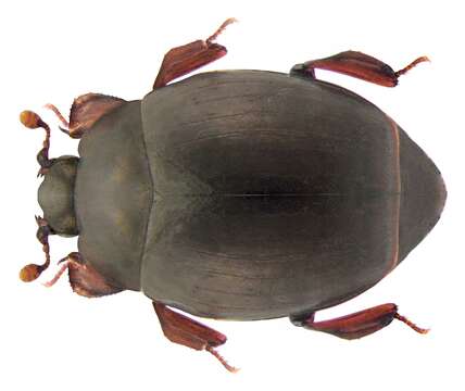 Image of Dendrophilus