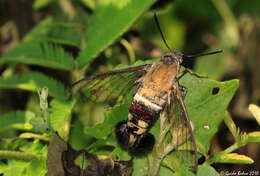 Image of Cephonodes hylas melanogaster Cadiou 1998