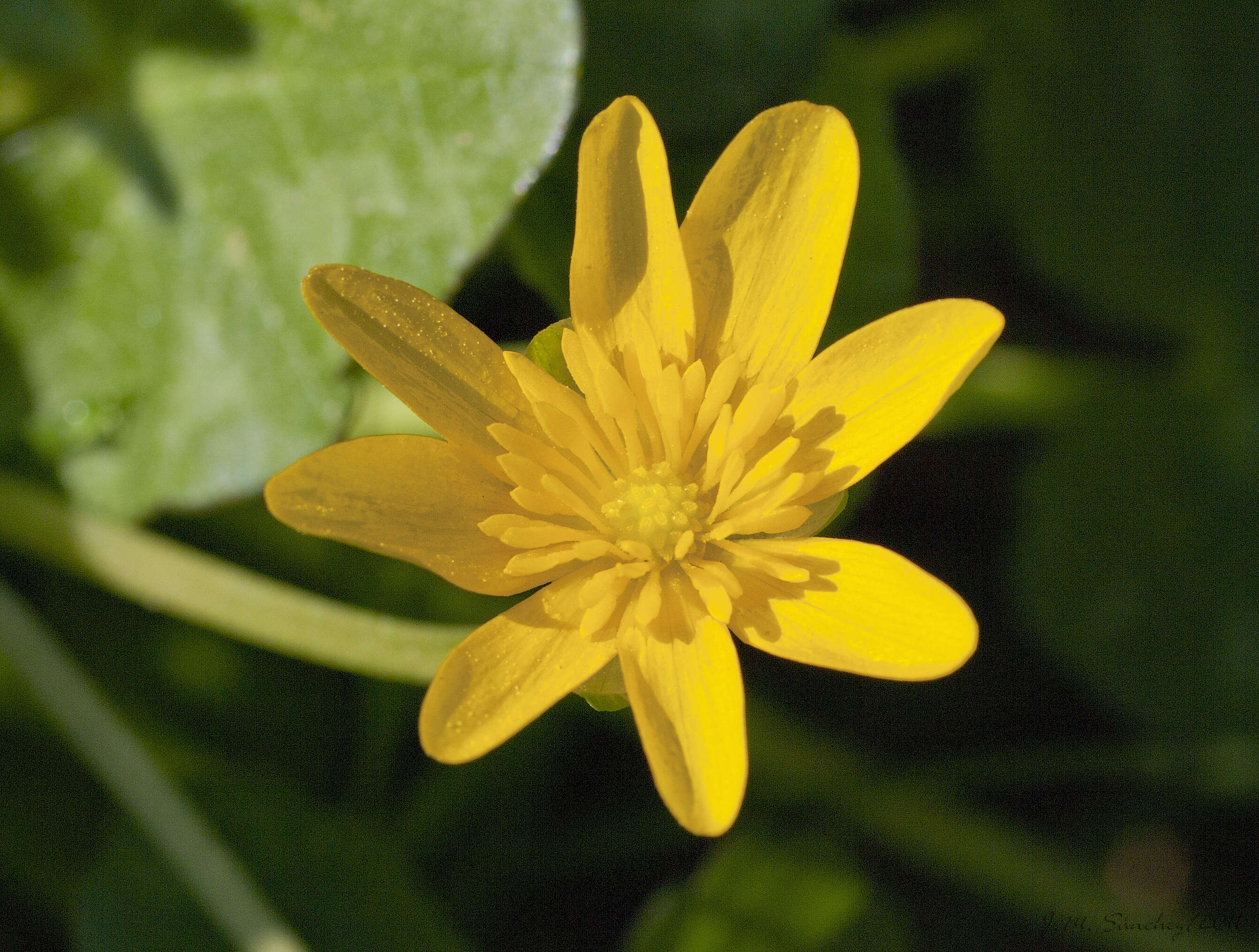 Image of Lesser Celandine