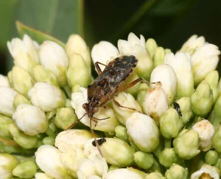 Image of Liorhyssus