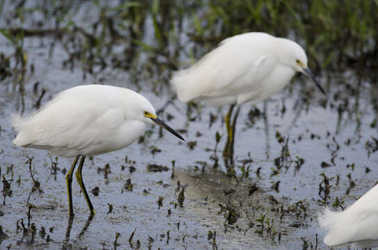 Image of Snowy Egret