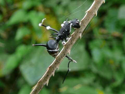 Image of Polyrhachis