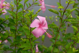 Image of rosemallow