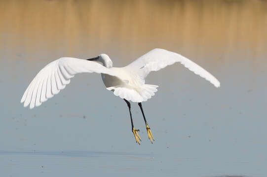 Image of Egretta garzetta garzetta (Linnaeus 1766)