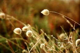 Image of harestail grass