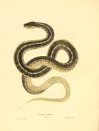 Image of Common Garter Snake