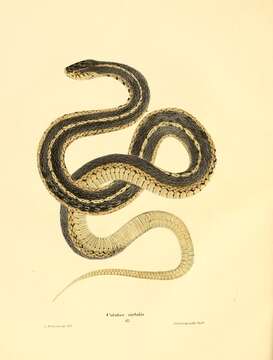 Image of Garter Snakes